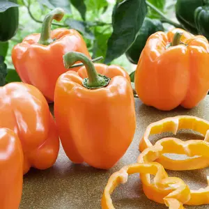 Orange Bell Sweet Pepper Seeds Organic (Capsicum annuum) – Vibrant orange, sweet, crunchy fruits for fresh eating or cooking.