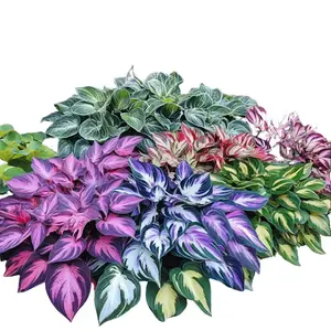 Hosta 300pcs Mix Colorful Hosta Seeds for Outdoor Garden Planting Perennial Non-GMO Flowers Rich in Color Easy to Grow in Gardens and Pots Ideal for Gardeners