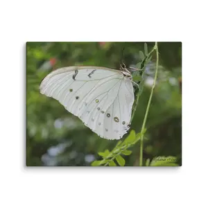 White Morpho Butterfly Canvas