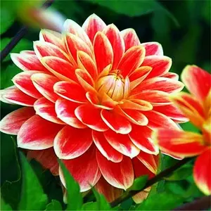 Jasmine Flower Seeds Fragrant Garden Plant Seed Home Decor -5g Seeds