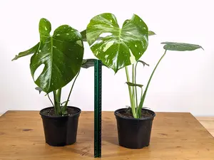 Monstera Thai Constellation 6 Inch Grower's Choice Fenestrated/Split Leaves