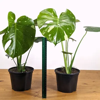 Monstera Fenestration Stages - TikTok Shop
