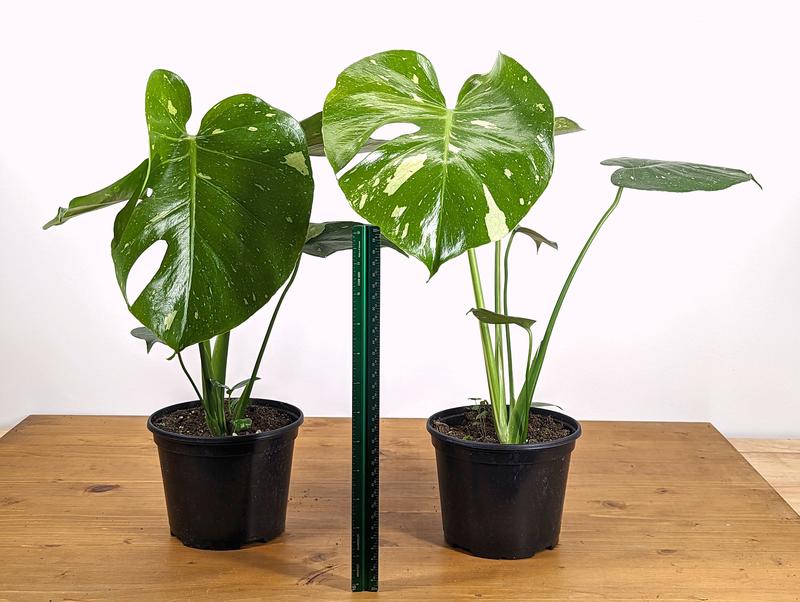 Monstera Thai Constellation 6 Inch Grower's Choice Fenestrated/Split Leaves