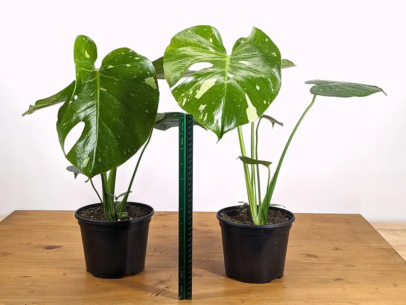 Monstera Thai Constellation 6 Inch Grower's Choice Fenestrated/Split Leaves