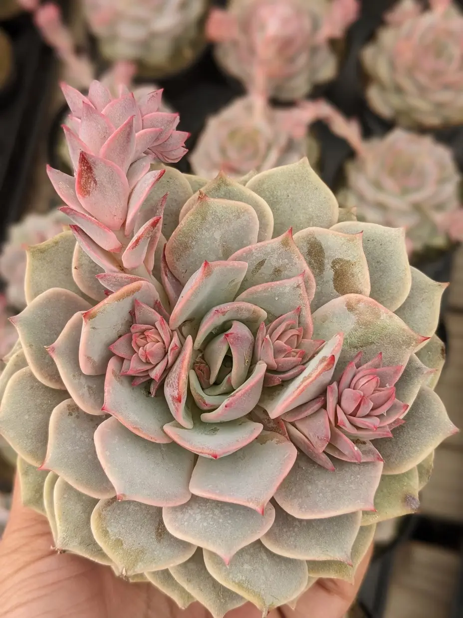 Echeveria Pink Diamond, Rare Colorful Hybrid Succulent