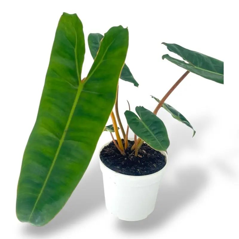 Philodendron Billietiae, 4 Inch Pot, Live Plant - TikTok Shop