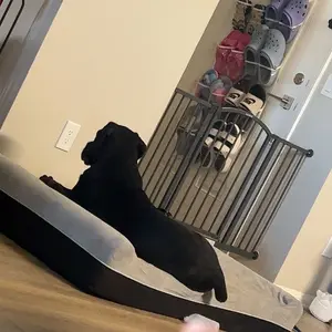 Product Review of Laifug Orthopedic Memory Foam Extra Large Dog Bed with double Pillow (50"x36"x10") Durable Water Proof Liner & Removable Washable Cover & Smart Design from M**i H**r