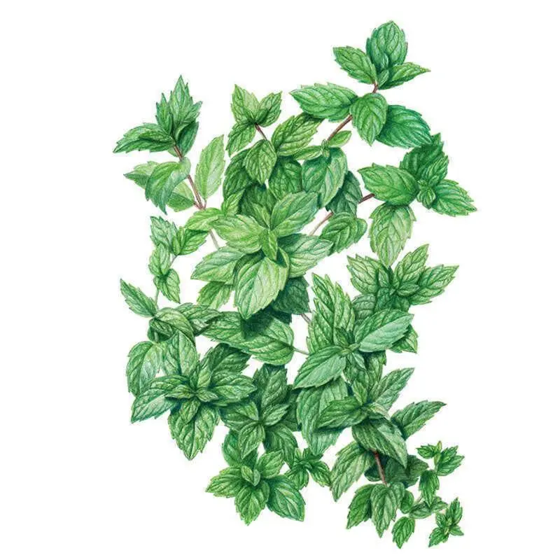 Common Mint Seeds