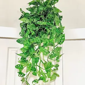 LIVE PLANT Monstera adansonii - Swiss Cheese vine 2-3ft (Five holes plant) - shipped from sunny Florida Decor Decorative Nursery Tree Ornaments Tropical Light