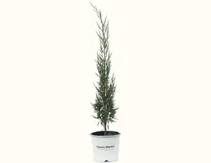 Taylor Juniper