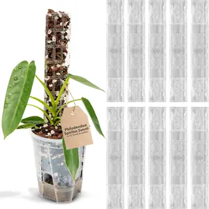 V2 GrowPole Small 10 count - Front Opening Clear Moss Poles for Climbing , D-Shaped Moss Pole for Monstera  Support  Climbing Pole, Plastic  Pole Support for Philodendron