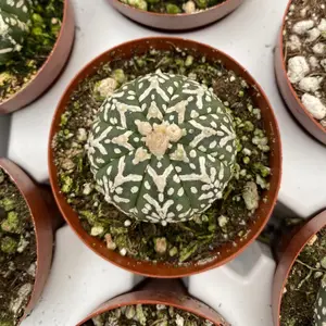 Star cactus Super Kabuto 3” in pot