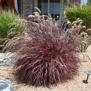Purple Fountain Grass