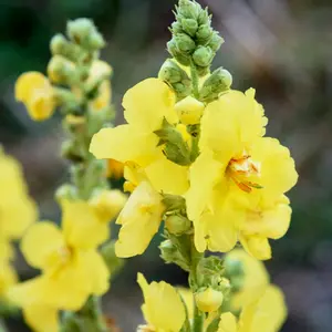 Mullein C/S