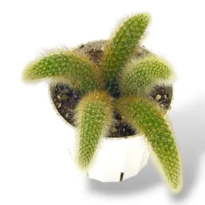 Monkey Tail Cactus, Flowering Cactus, 4 Inch Pot, Live Plant