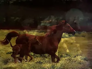 3D Motion Holographic Art Wall Poster For Room Wall Decor - Horse