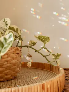 Plant Vine Charm - Monstera Leaf + Hanging Suncatcher - Accessories for Vines & Trailing Houseplants - Indoor Garden Art - Hangable Sun Catcher Crystal Decor