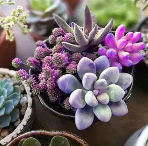 Rare Succulent Fresh Seed Mix for Planting, Non-GMO Heirloom Exotic Succulent & Cactus Seeds for Indoor Outdoor Garden Decor