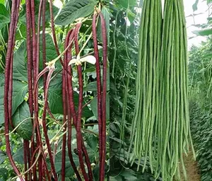 100 Seeds Green or Red Cowpea Yard Long Bean Seeds Yardlong Beans Vegetable
