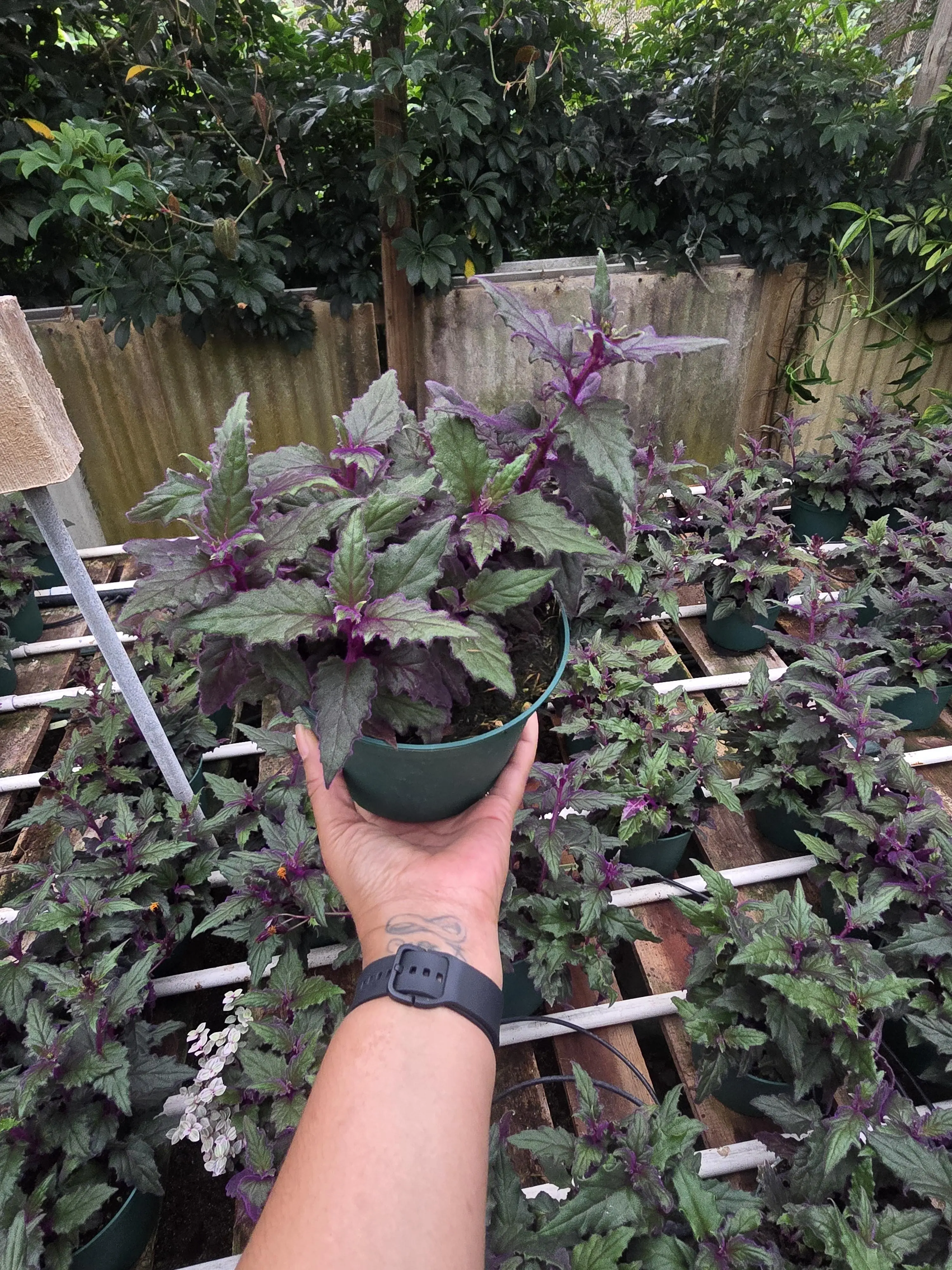 Purple Gynura