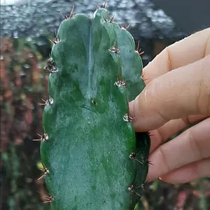 Peruvian Apple Cactus plant, Rooted Queen of the Night - Cereus Monstrose Jose Buenos - Flower - Fruit