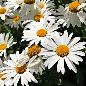 200+ Shasta Daisy Heirloom Seeds - Brighten Your Landscape with Gorgeous Perennial Blooms - Ideal Garden Seeds for Plant Lovers