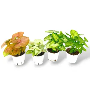 Assorted Syngonium Bundle Box , 4 in pot, Live Assorted House Plants