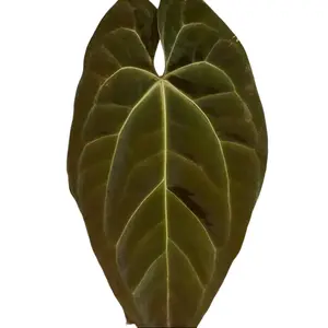 Anthurium Papi x Magnificum Tissue Culture - Live Houseplant - Rare Hybrid Aroid - Dark Velvet Foliage - Deep Veining - Large Heart Shaped Leaves - Exotic Indoor Plant Gift - Embryonic Plantlet - Collector's Item - High-End Hybrid