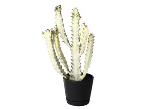 Ghost Cactus 4" Potted Live Plant - Euphorbia Lactea 'Dragon Bone' - White Succulent - Pink Sun-Blush
