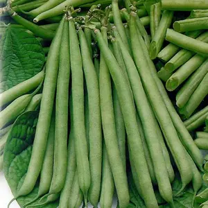 Petite Filet Bush Bean Organic Seeds (Phaseolus vulgaris) – Compact French-style bean producing slender, tender pods. Disease-resistant and ideal for small gardens. Harvest in 50–55 days.