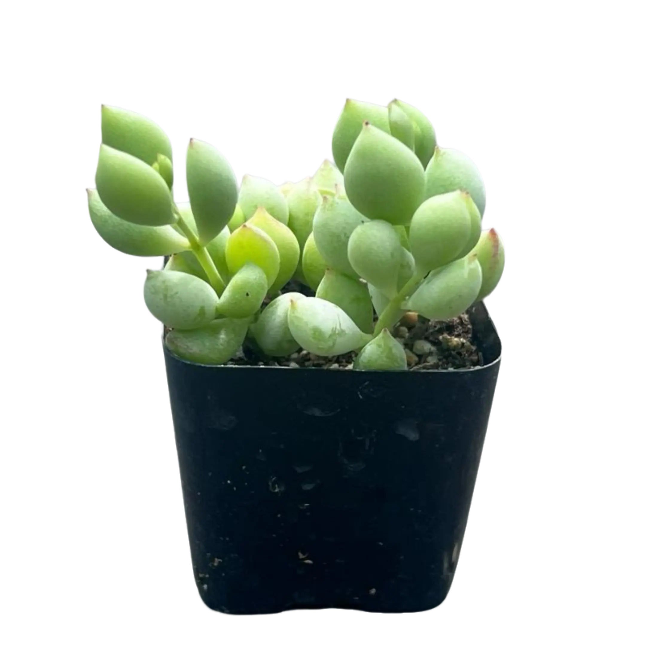 Cotyledon Pendens | Cliff Cotyledon Succulent | Rare Trailing Plant | Pick your size
