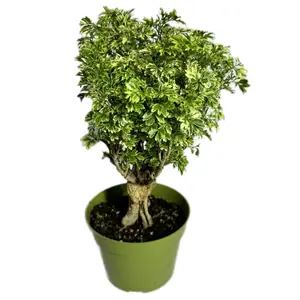 Variegated Ming Aralia 6 inch pot Plant