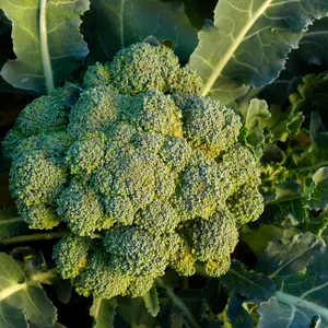 TomorrowSeeds - Waltham 29 Broccoli Seeds -  Non GMO Green Sprouting USA Garden Vegetable Seed Broccolini Rabe Calabrese 2024 Season