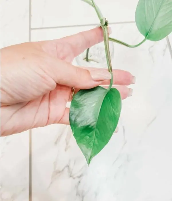 LIVE PLANT Pothos Epipremnum Aureum Rooted Cutting
