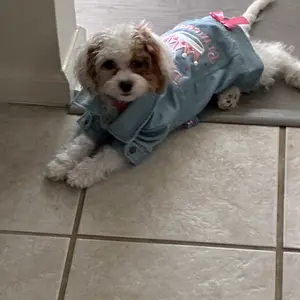 Small Princess Denim Pet Dog Jacket for Small Dogs, Cute Valentine's Day Clothes for Teddy, Bichon, Pomeranian, Shih Tzu and Poodle, Pet Coat #GLOBAL PICKS