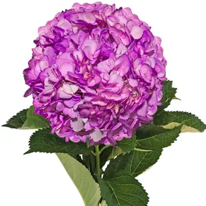 Lilac Painted Hydrangeas