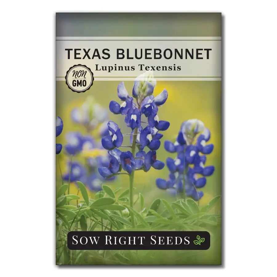 Texas BlueBonnet Texas BlueBonnet