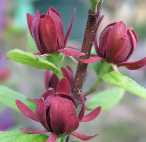 Live Sweet Shrub Tree Plant - Carolina Allspice Shrub - Calycanthus - Flowering Shrubs - Fast Growing Shrubs  6-12" in quart pot