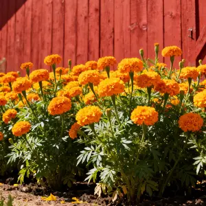 Marigold Flower Seeds (200 Count) – Seeds Only – Bright Orange & Yellow Blooms, Fast-Growing Variety for Garden Beds, Pathway Edges, and Backyard Color