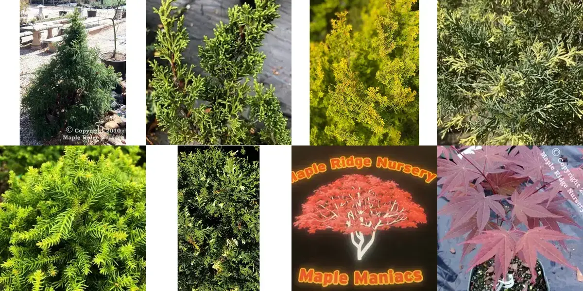 background preload poster image 