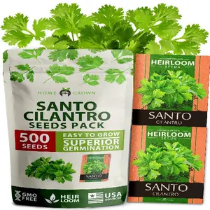 HOME GROWN (Fast Growing Variety) 500+ Cilantro Seeds for Planting Indoors or Outdoors - Non-GMO, Heirloom Herbs, Coriander Plant Seeds - Santo Cilantro Herb Seeds for Your Indoor Herb Garden