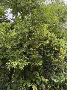 100 Japanese Cinnamon Leaves for Incense or Tea