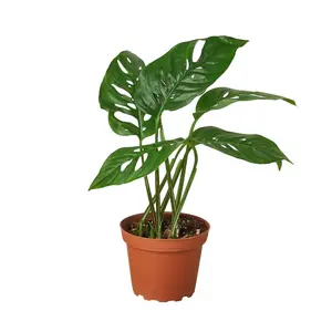 212 MAIN Monstera Swiss Cheese Plant, Live Indoor Houseplant with Unique Leaf Pattern, Tropical House Plant for Indoor Use, in 4 in. Pot