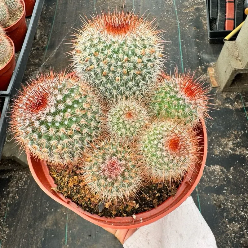 Mammillaria Red Headed Irishman 6 inch pot Cactus