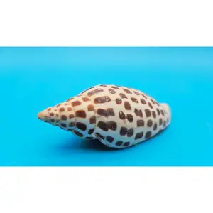 Junonia Volute Shell - 4.75" Spotted Scaphella Junonia Sea Shell