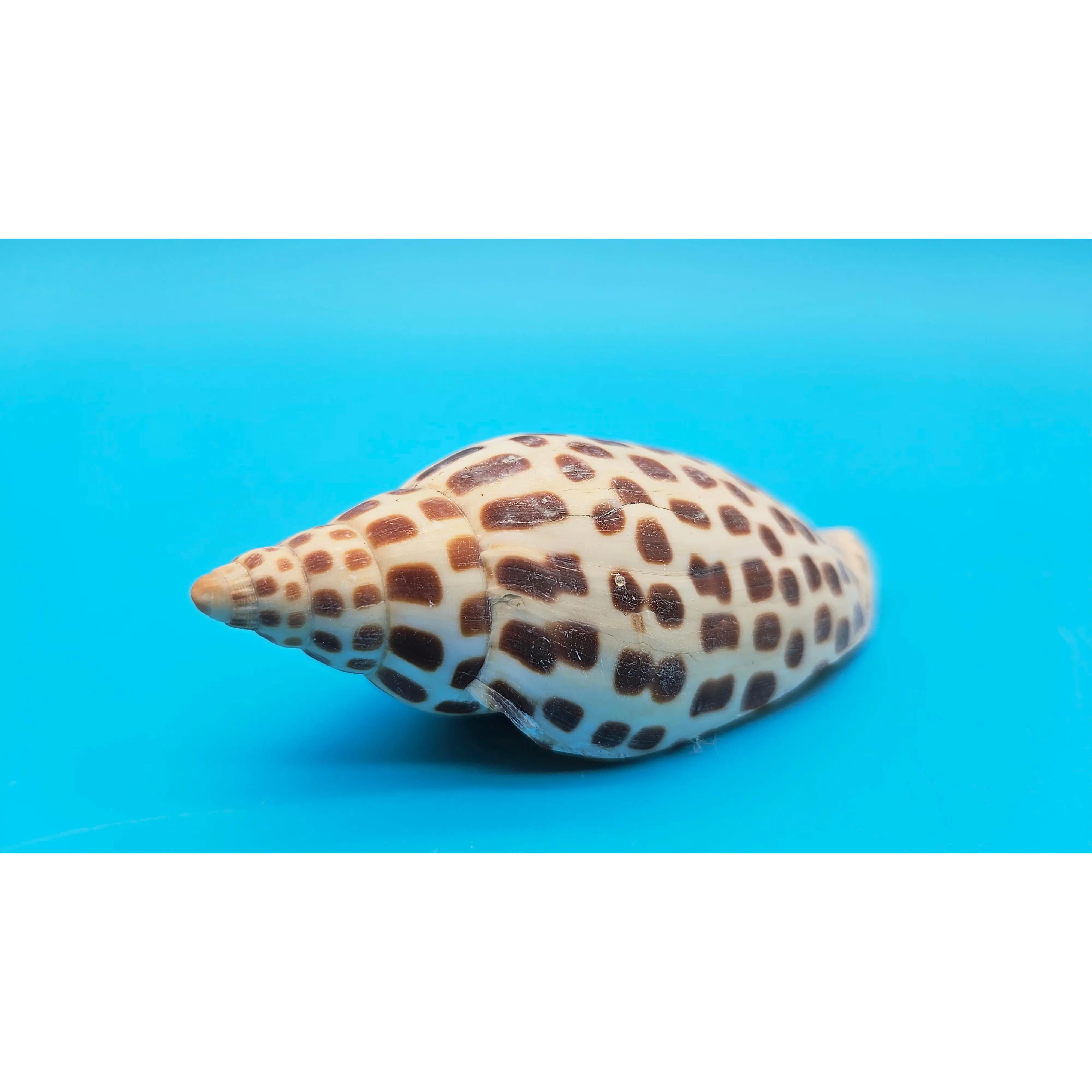 Junonia Volute Shell - 4.75" Spotted Scaphella Junonia Sea Shell