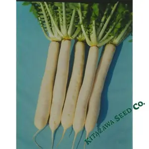 Radish Seeds - Nerima