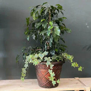 Mixed Tropical Plants Planter Pot