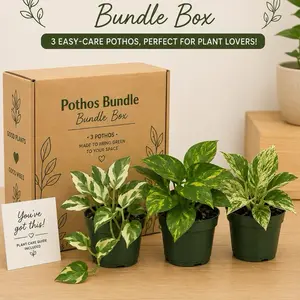 Pothos lovers Bundle box - 3 Pothos Plants in 4" Pots - Perfect for Beginners & Exciting Combinations