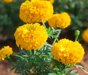 Marigold seeds